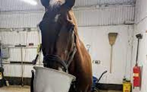Halotherapy aka dry salt therapy by Holistic Equine Therapies
