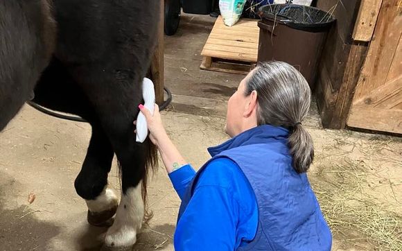 Red Light Therapy aka Cold Laser Therapy by Holistic Equine Therapies