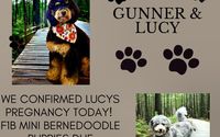 Mini Bernedoodles  Due December 2023 by Hilary's Doodle Ranch