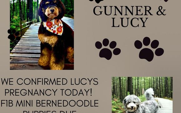 Mini Bernedoodles  Due December 2023 by Hilary's Doodle Ranch