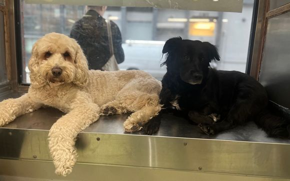 Boarding and Daycare by Happy Paws