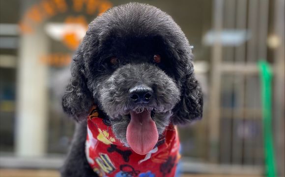 Pet Grooming by Happy Paws