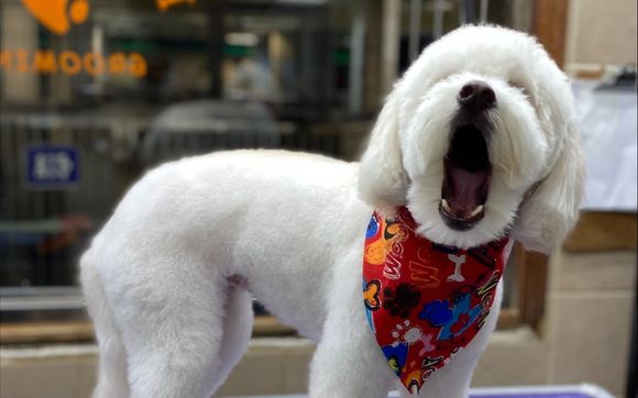 Grooming by Happy Paws
