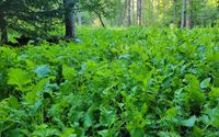  Whitetail Food Plots USA, LLC Premium Forage Seed Blends  by Whitetail Food Plots USA