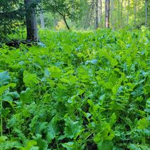  Whitetail Food Plots USA, LLC Premium Forage Seed Blends  by Whitetail Food Plots USA