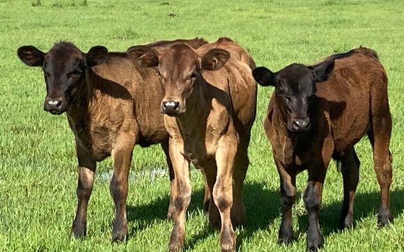 Calves for Sale by Shady Grove Beef