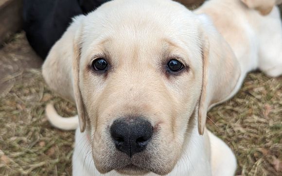 Akc labrador outlet retriever