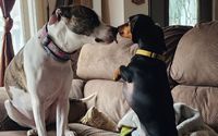 Pet Boarding & Day Care by Paws In My Heart Pet Sitting