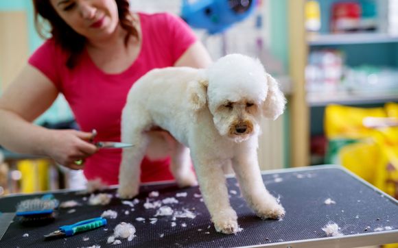 Dog Grooming by Hachi Dog Grooming and Boutique in The Hammocks