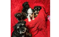 Miniature schnauzers by Soutex Kennels