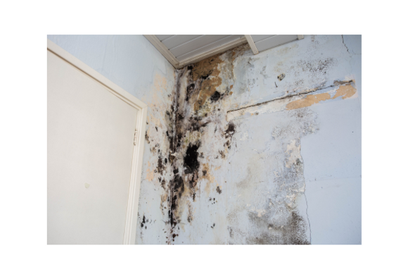 Mold Inspection by Purvue Real Estate Inspections