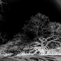 The Angel Oak_Infrared / x-ray version by Charles Hite Photographic Art