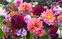 Cold Creek Flower Seeds and Tubers by Cold Creek Natural Farm