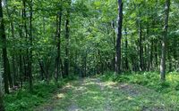 Forest Bathing (Shinrin Yoku) by Nature Relations LLC