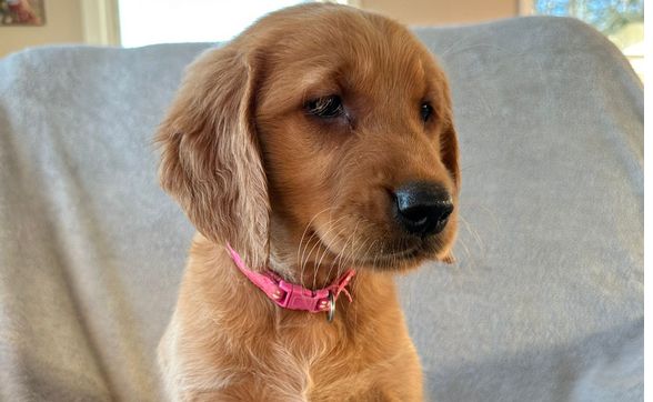Golden Irish mix puppies  by Goldens and Coons