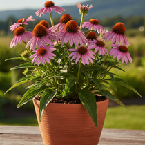 Wholesale perennial grower by Sunbeam Gardens Inc.