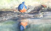 Watercolors  by Frog Pad Studio