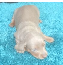 Sud Service by Pattis Dachshund Farm