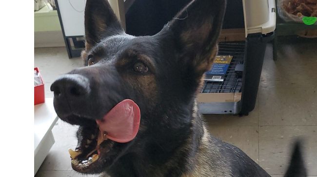 True Ancestral Raw Food by Raw For Pets Canada