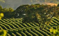 Wine Jets Napa Valley with Vegas Express Jet by Vegas express jet