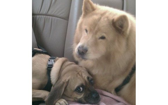 Pet Transport (Local)  by Rusty's Furry Companions