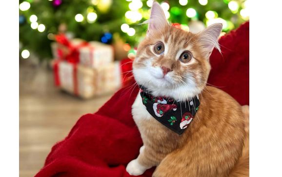 Bandanas for all sizes  by T&S Doggie Designs 