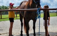 Equine Assisted Services by Faith Hope and Love Ranch LLC