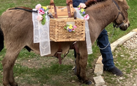 Beverage service with mini donkeys by Texas Best Beer Burros