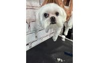 Drop In Nail Clip by Gen B Happy Paws Pet Services [Ambassador Riverside County]