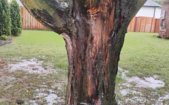 Tree Health Assessment by J&J Trees LLC