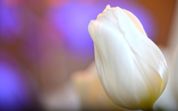White Tulip by Curt Strickland Photography