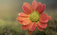 Flower Essences by Gentle Light Healing