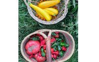 Tomatoes, peppers and summer squash  by Ginny Acres Farm