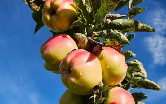 U pick organic apples by Das Apfel Paradies