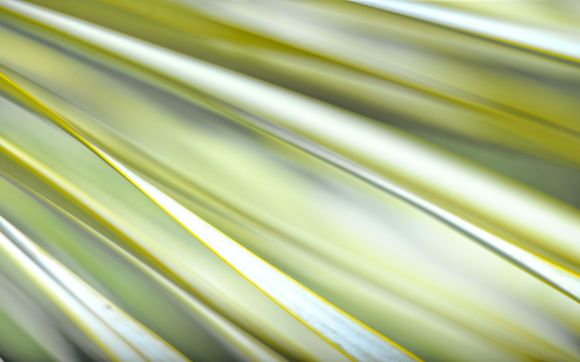 Macro photography by Curt Strickland Photography