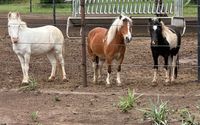 Rescue Operations by Layla Rose Ranch Horse Rescue