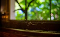 Spider Treatment Services by Pest Detective - Corporate Head Office