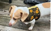 Visit Our Etsy Store by Oscarboxer Doggie Duds and Wellness