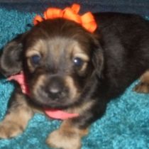 Puppy Socialization by Pattis Dachshund Farm