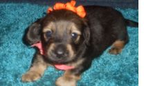 Puppy Socialization by Pattis Dachshund Farm