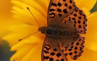 AWAKENING THE WOMAN WITHIN Complimentary Discovery Session by Holistic Life & Wellness Coaching
