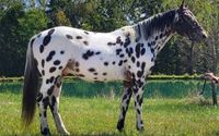 HOrsel Breeding by Jumper's Sport Horses