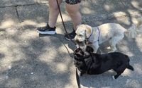 Behavior Modification by Chasing Tails Dog Training