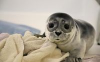 Support Us with Tax-Deductible Donations by Marine Mammals of Maine