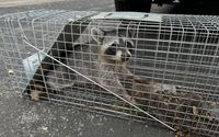 Wildlife Removal by Blessed Pest Control