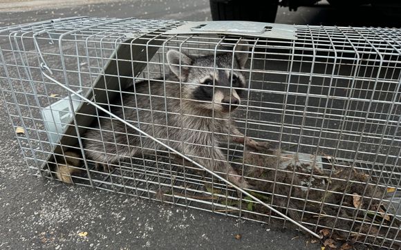 Wildlife Removal by Blessed Pest Control