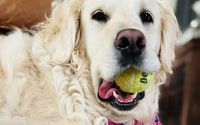 Overnight by Happy Hearts and Waggin Tails