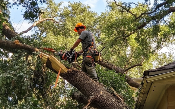 Tree Service You Can Rely On by E&A Professional Tree Service