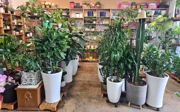 House Plants by OLYMPIC NURSERY FLOWERS & PRODUCE