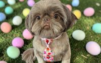 Pawfect Pamper by Gen B Happy Paws Pet Services [Ambassador Riverside County]